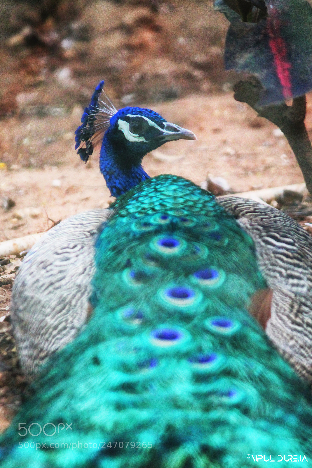 Canon EOS 1100D (EOS Rebel T3 / EOS Kiss X50) sample photo. Peafowl photography