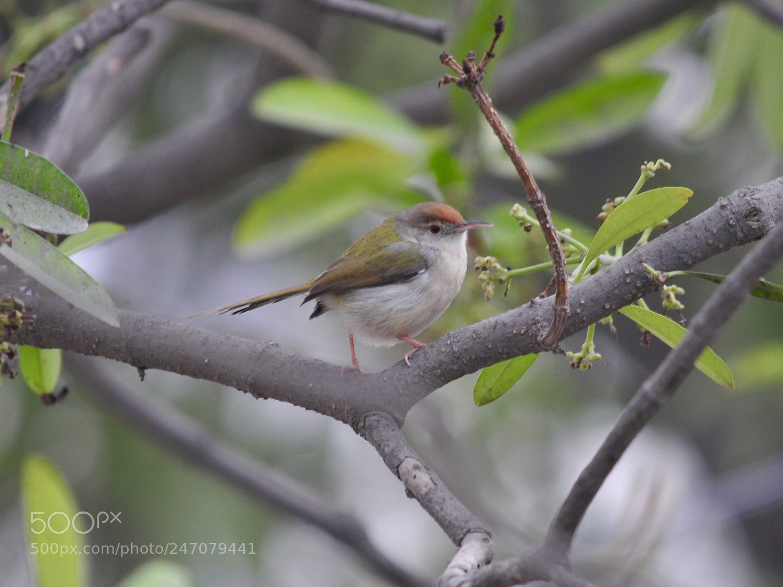 Nikon D300S sample photo. Tiny tailorbird photography