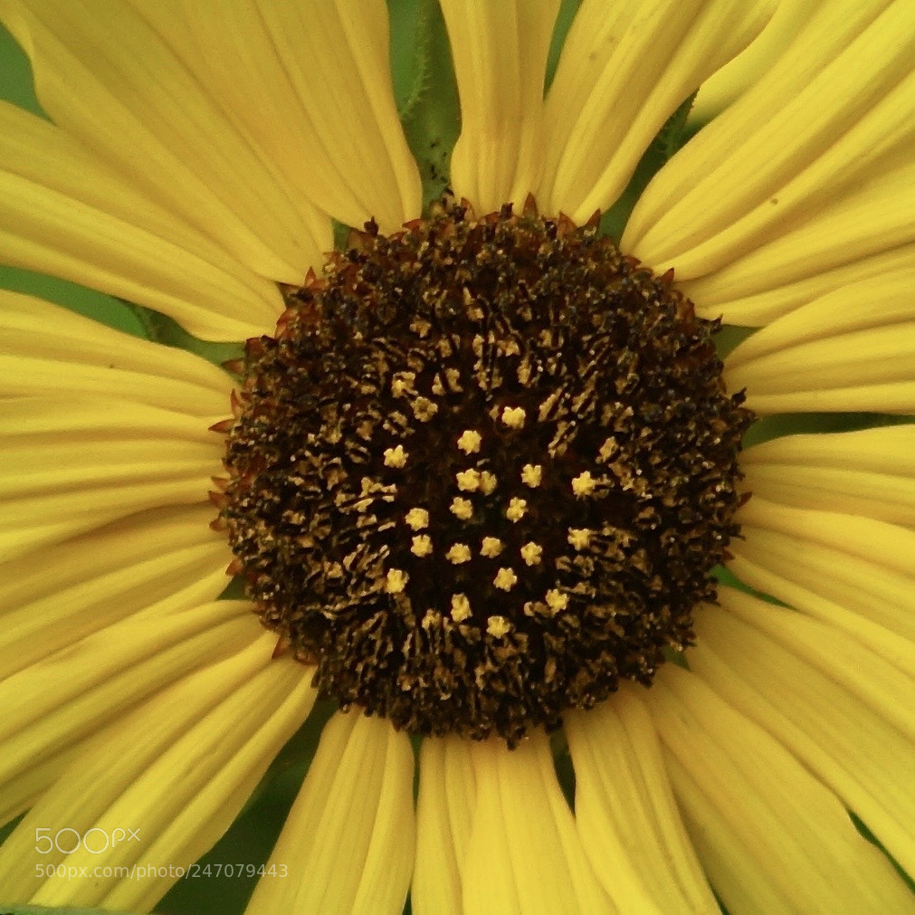 Sony SLT-A65 (SLT-A65V) sample photo. Sunflower central photography