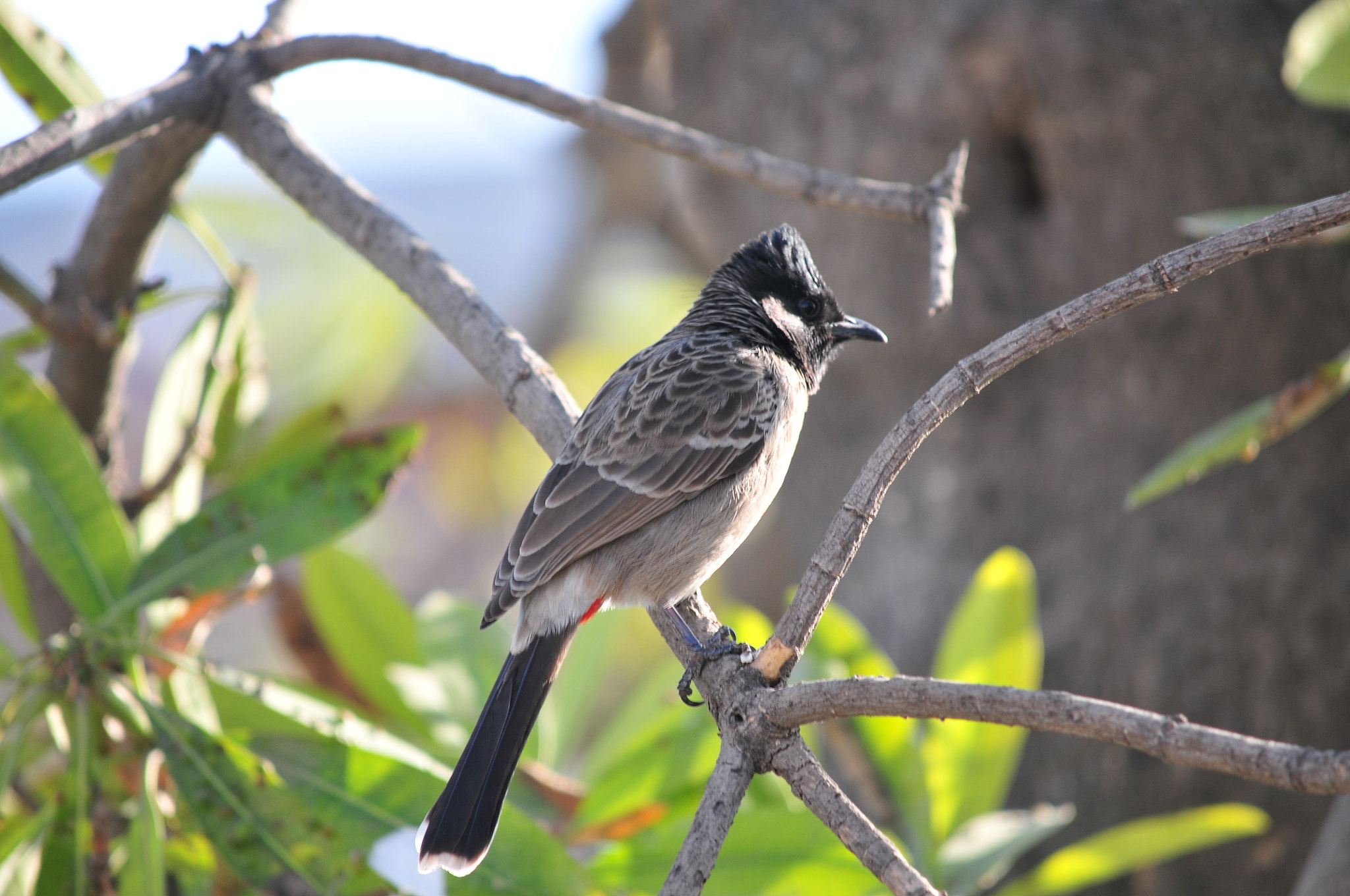 Nikon D300S sample photo. Bulbul in sunlight photography