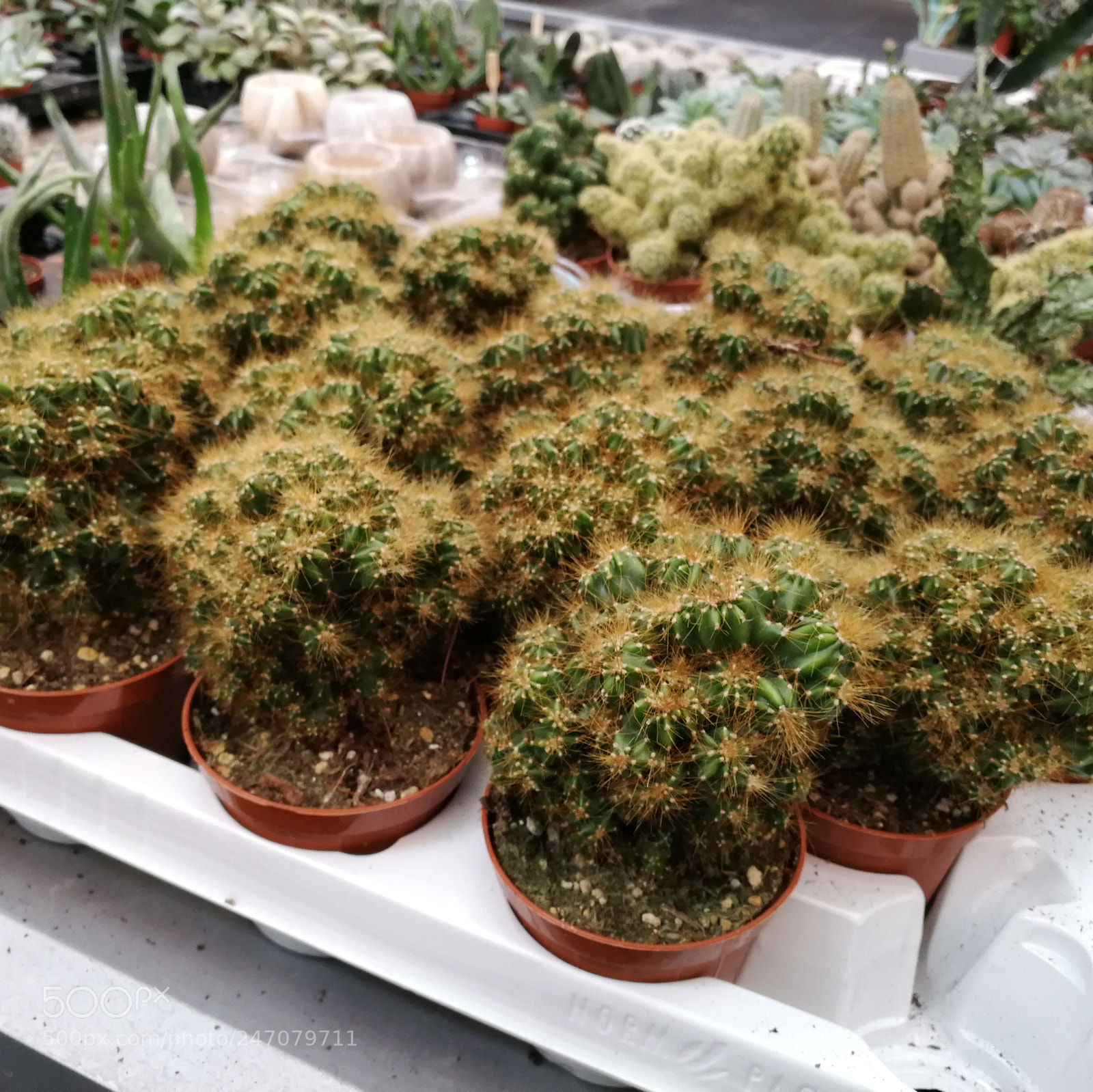 HUAWEI P10 sample photo. Soft photography