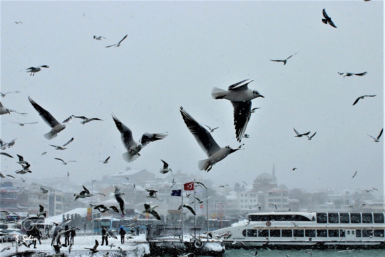 Canon EOS 600D (Rebel EOS T3i / EOS Kiss X5) sample photo. Martılar photography