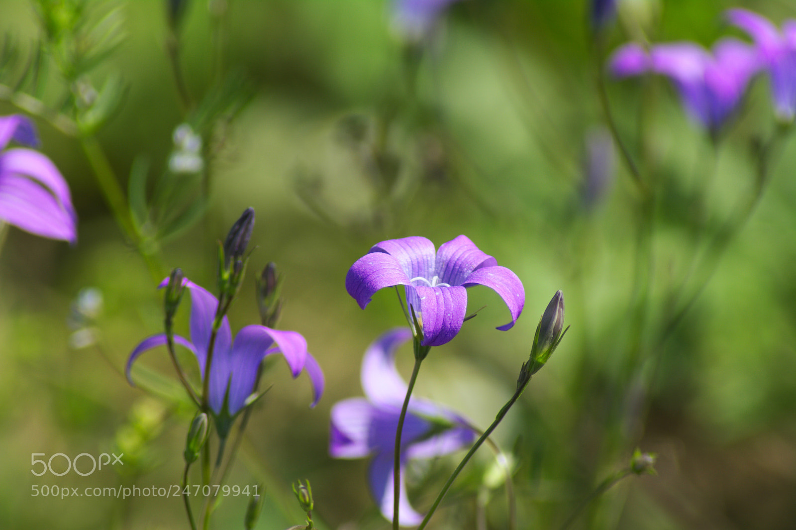 Nikon D5200 sample photo. Dzwonki6 photography