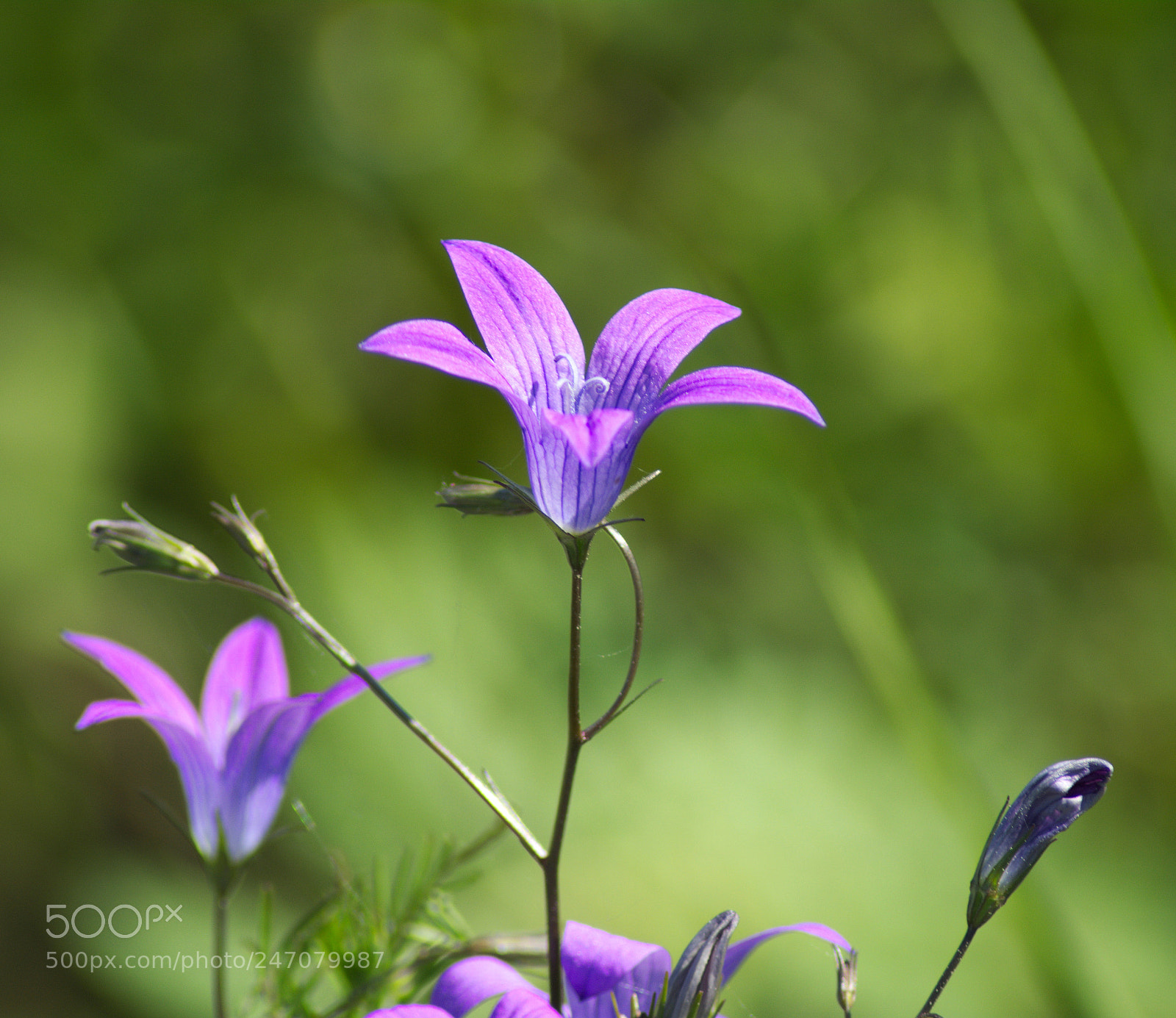 Nikon D5200 sample photo. Dzwonki7 photography