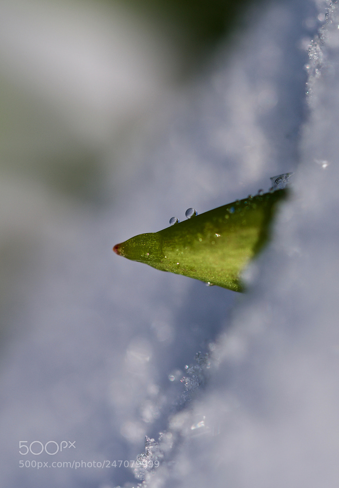 Nikon D500 sample photo. Untitled photography