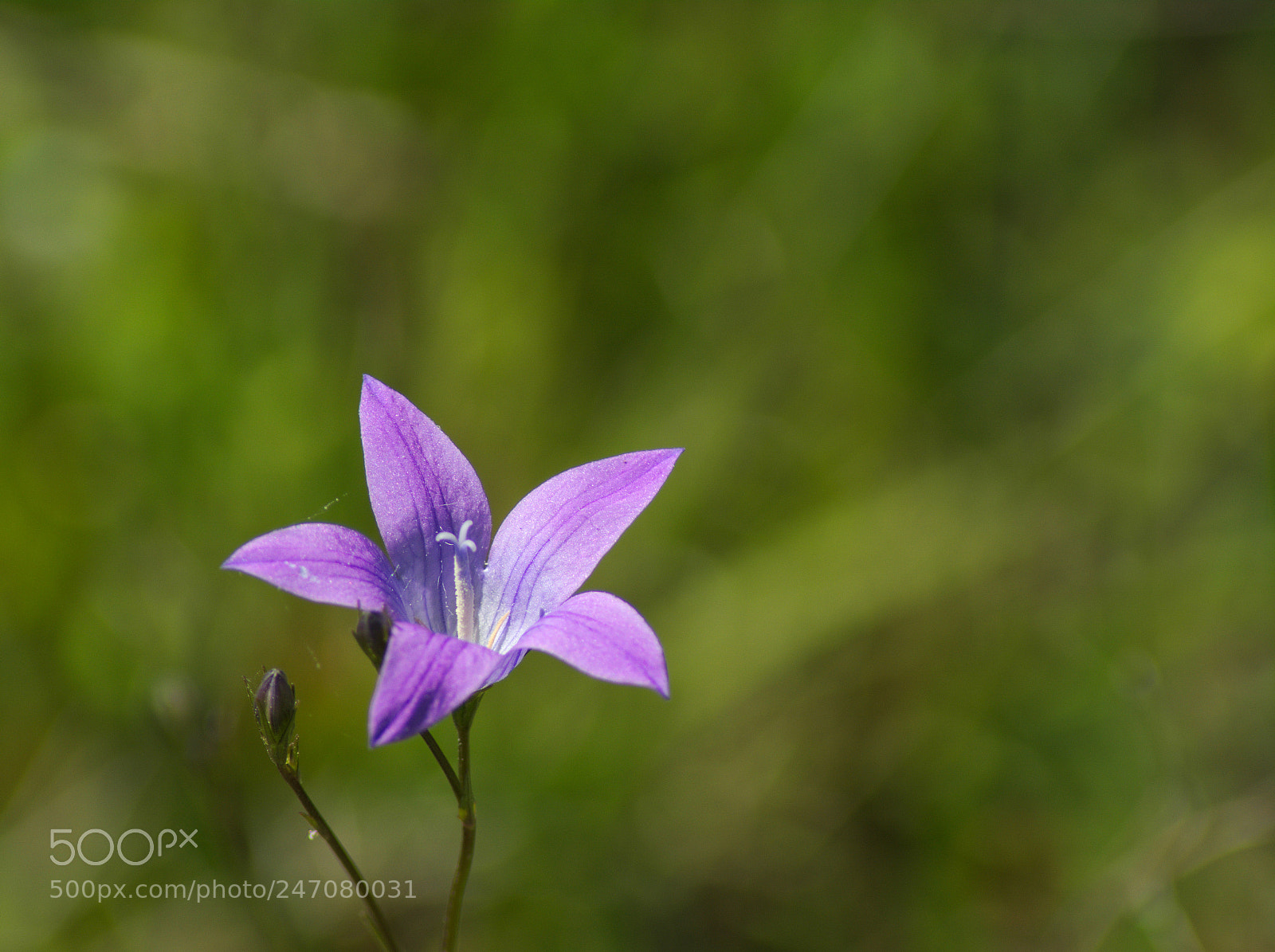 Nikon D5200 sample photo. Dzwonki8 photography