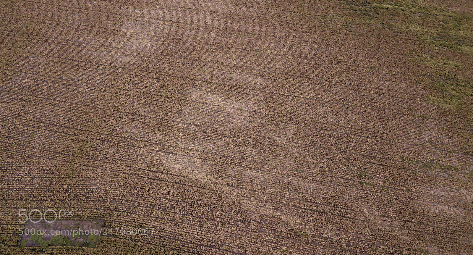 DJI FC220 sample photo. Field of australian sorghum. photography