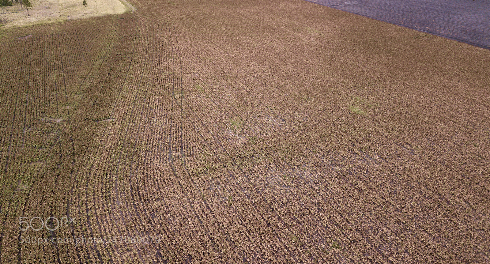 DJI FC220 sample photo. Field of australian sorghum. photography