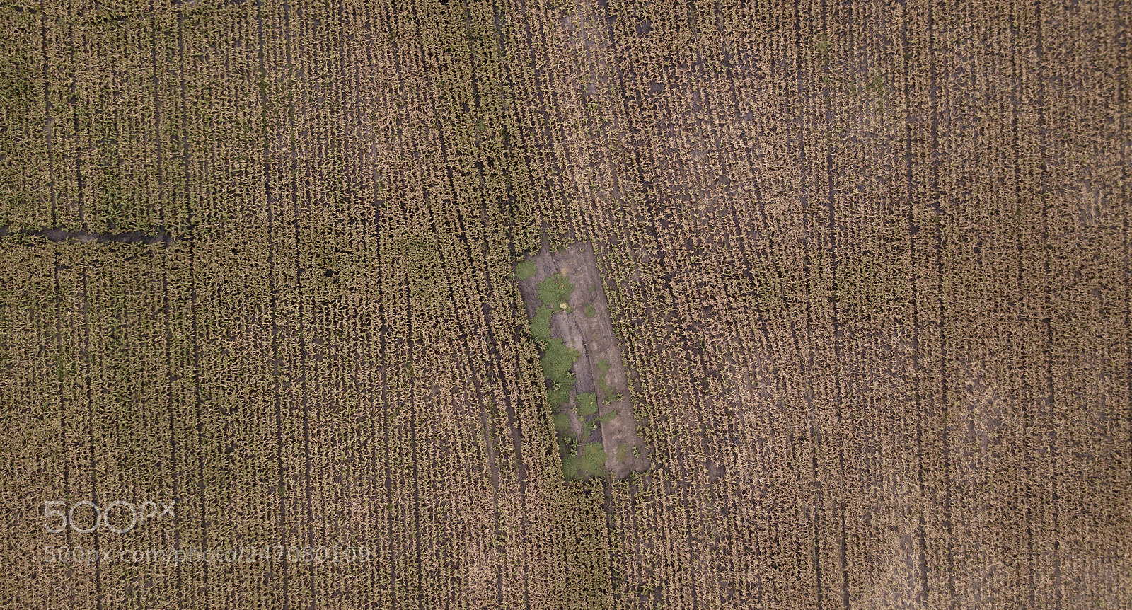 DJI FC220 sample photo. Field of australian sorghum. photography