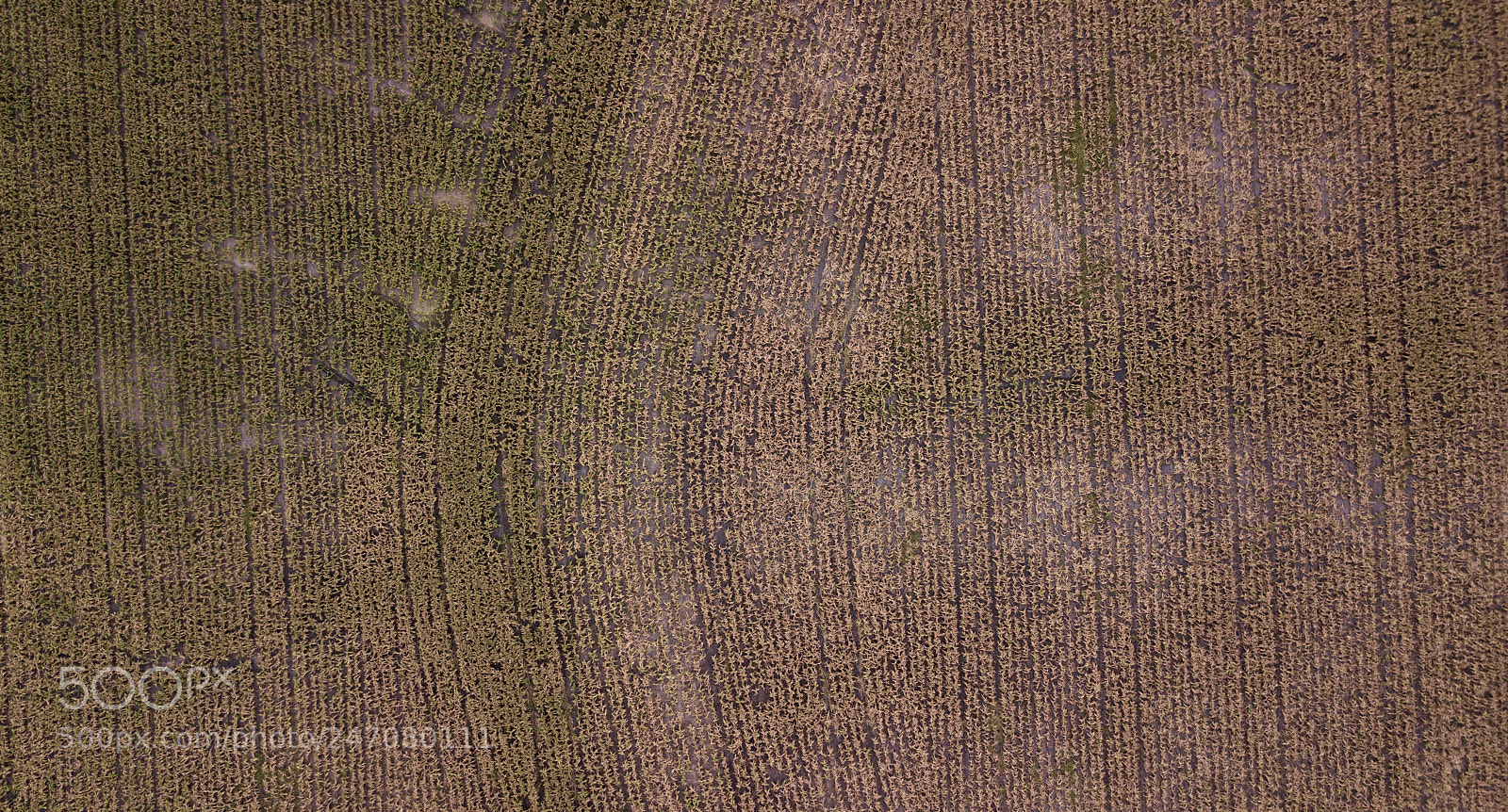 DJI FC220 sample photo. Field of australian sorghum. photography