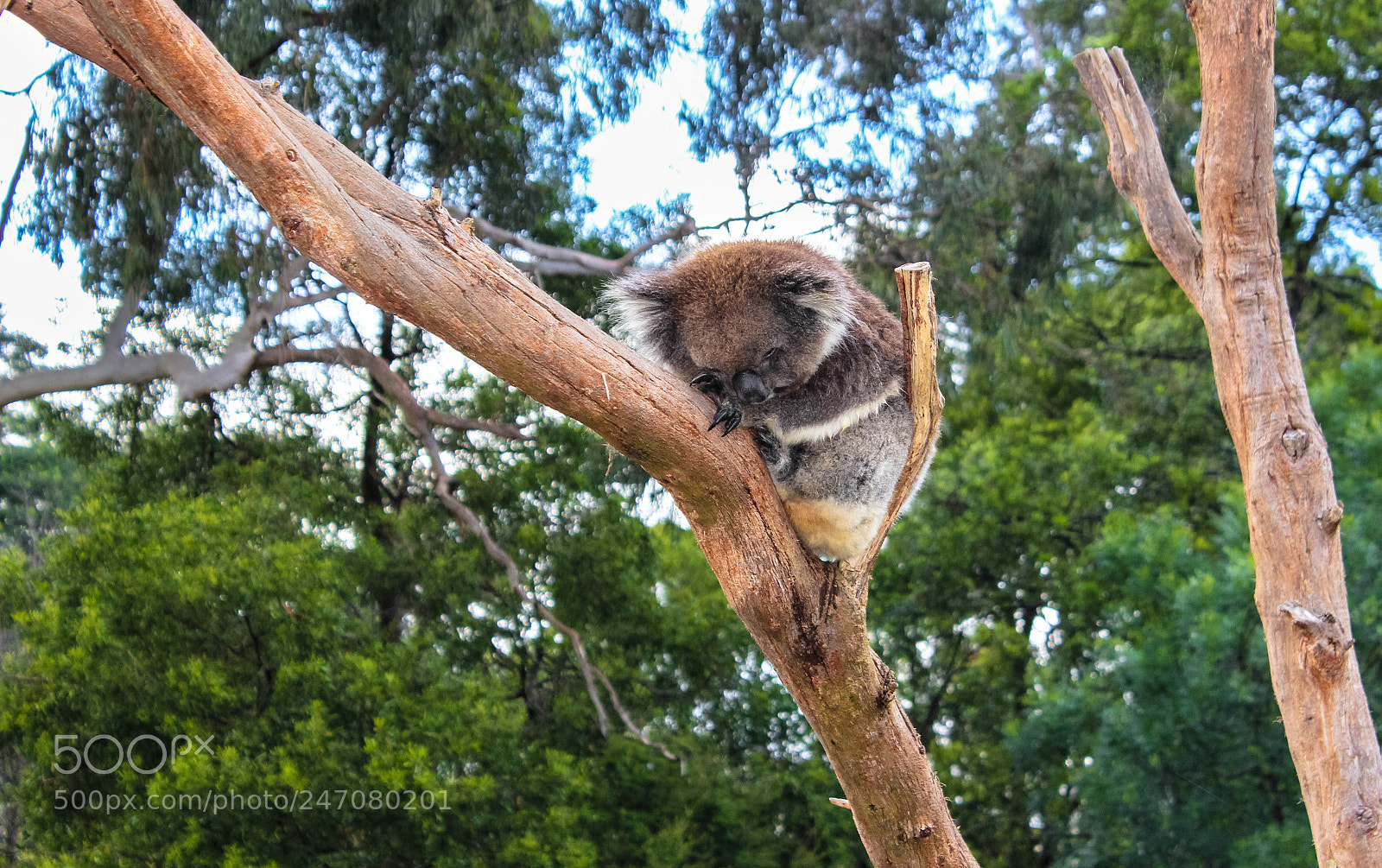 Canon EOS 600D (Rebel EOS T3i / EOS Kiss X5) sample photo. Dindee the koala photography