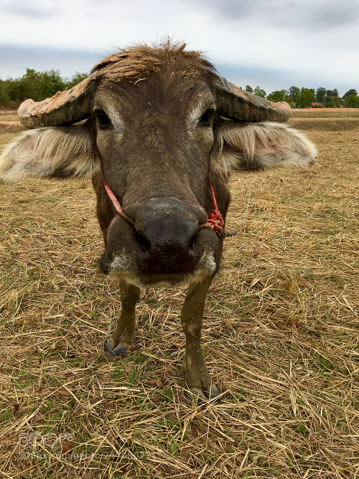 Apple iPhone SE sample photo. Water buffalo photography
