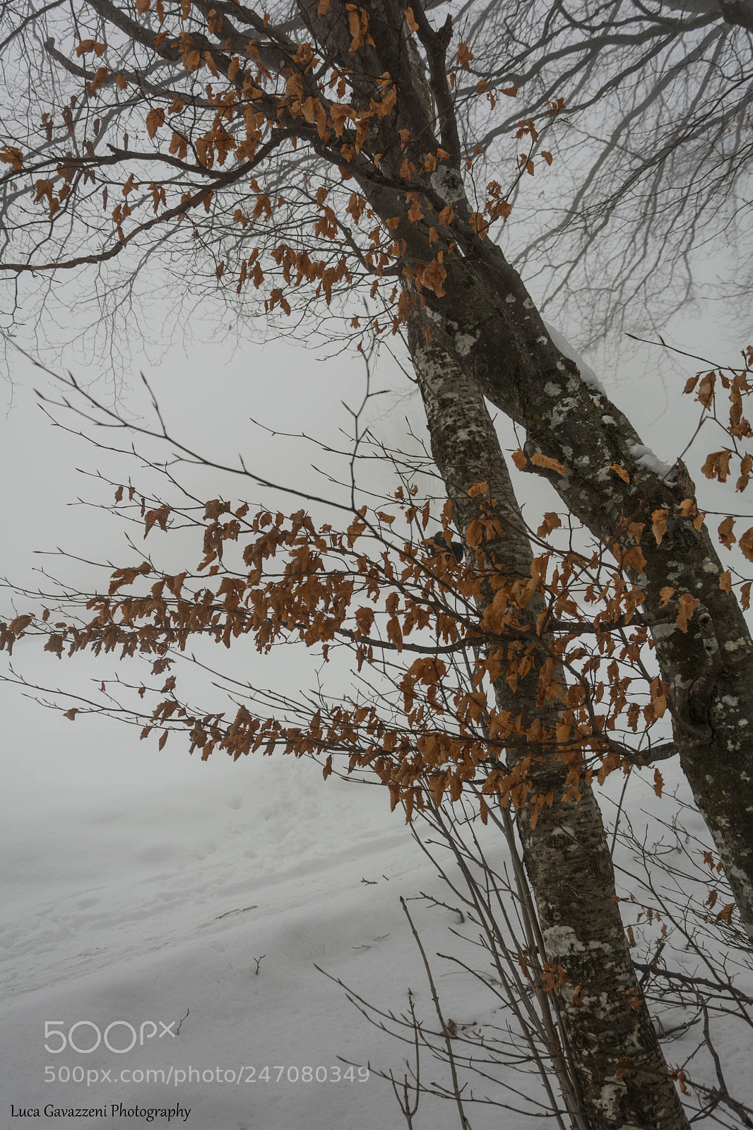 Nikon D5200 sample photo. Autumn vs winter photography
