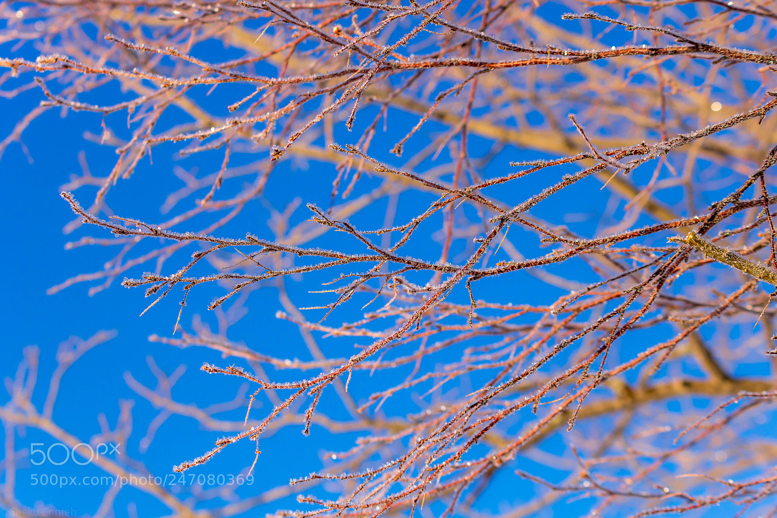 Canon EOS 750D (EOS Rebel T6i / EOS Kiss X8i) sample photo. Winter blues photography