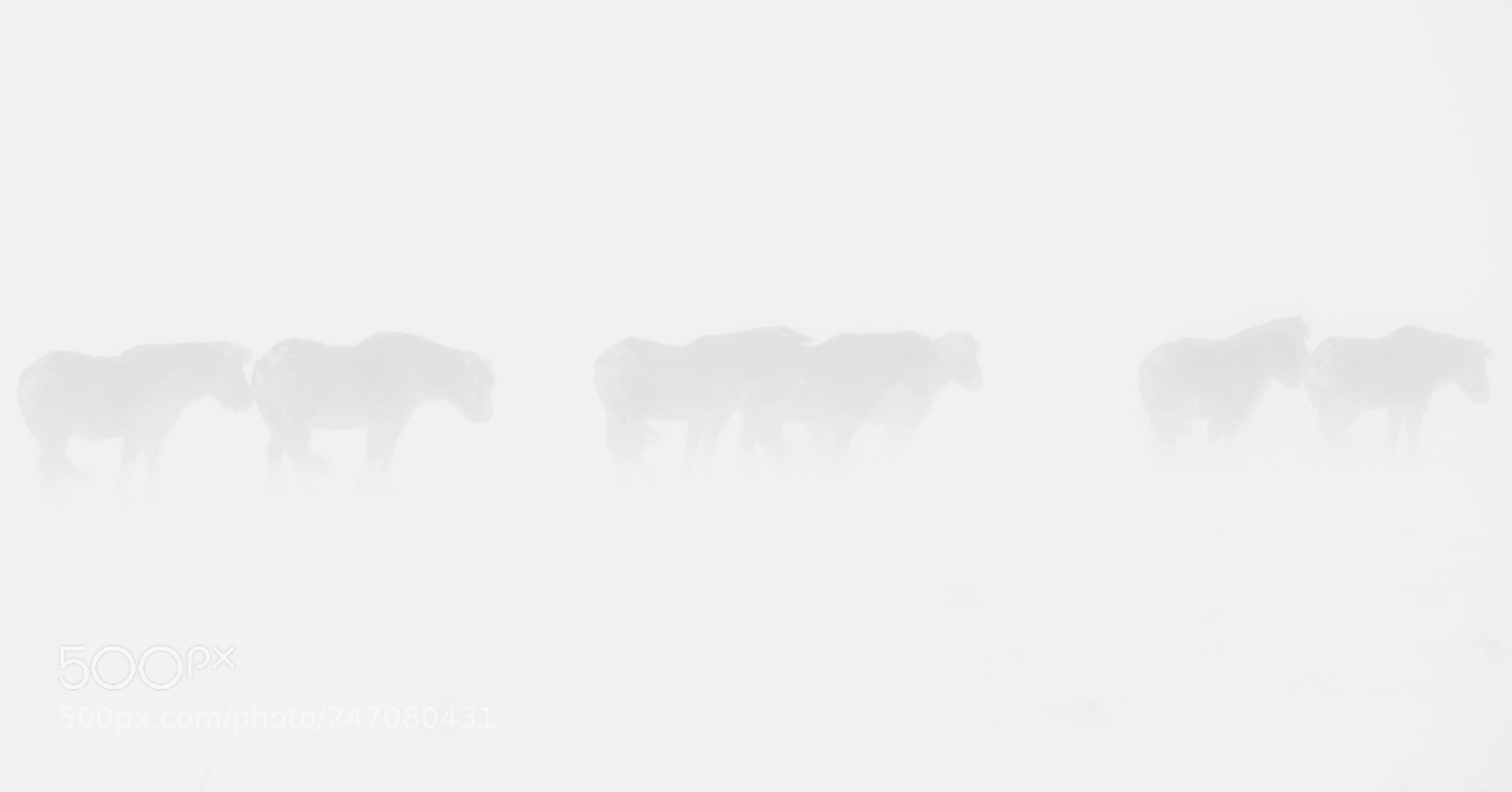 Canon EOS-1D X sample photo. In the storm, icelandic photography