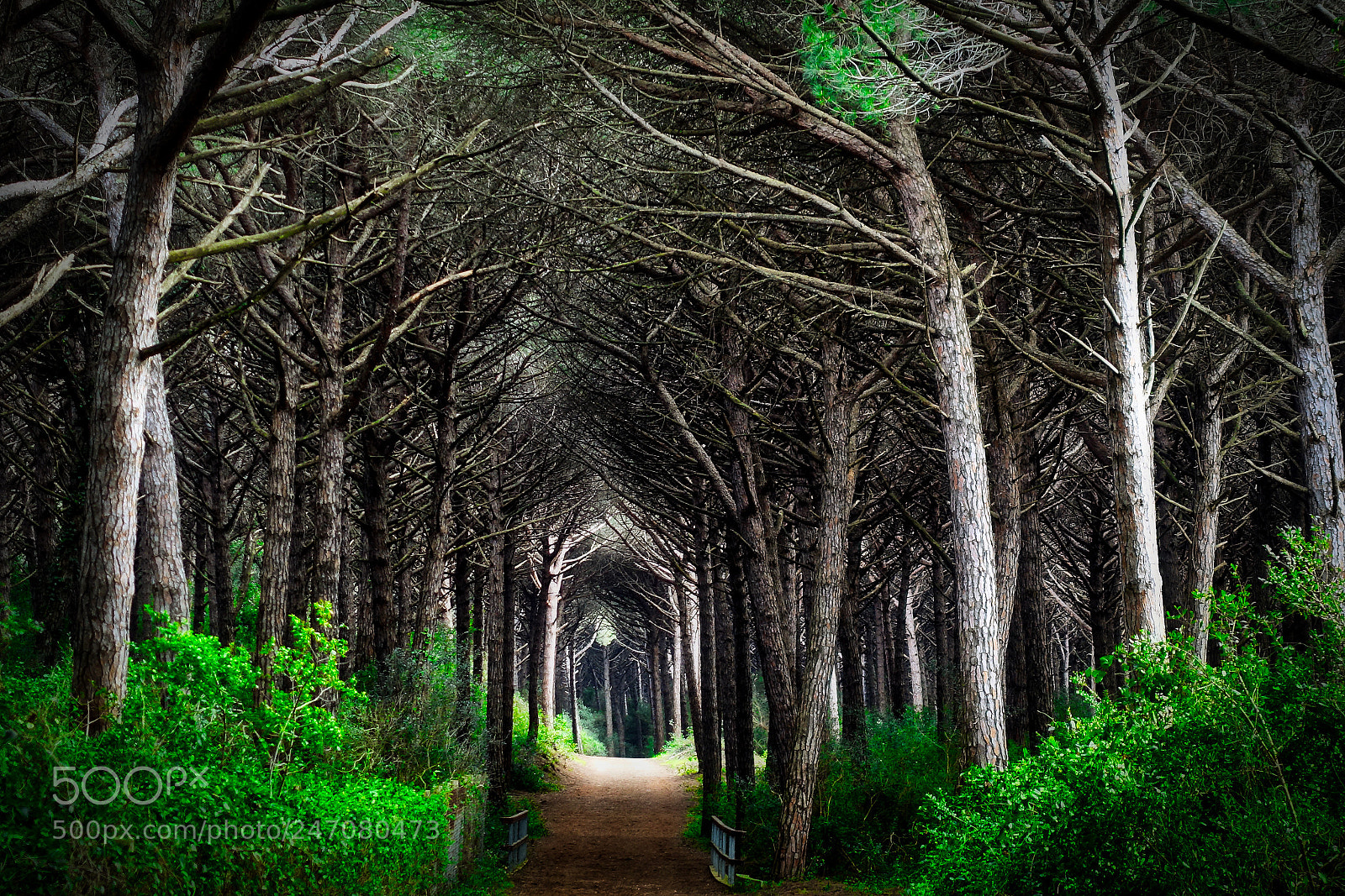 Sony Cyber-shot DSC-RX100 III sample photo. Path in the wood photography