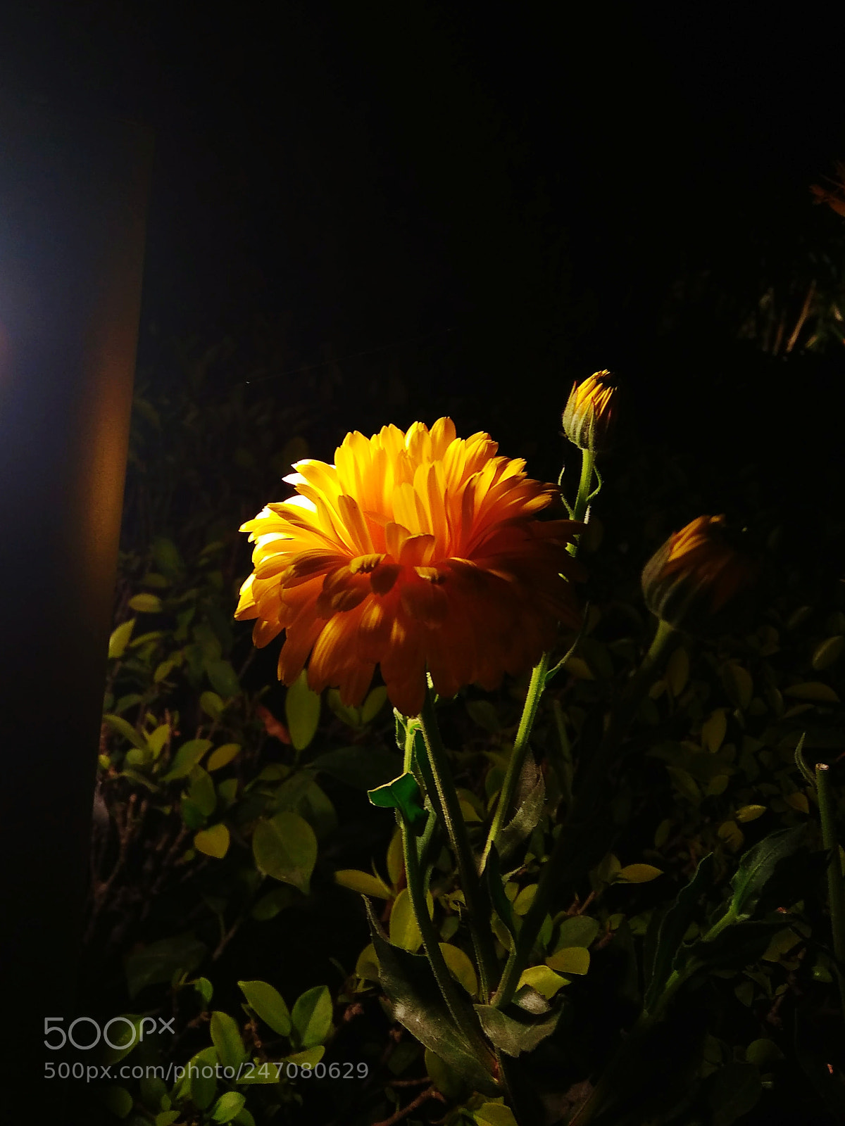 Xiaomi Redmi 5A sample photo. Untitled photography