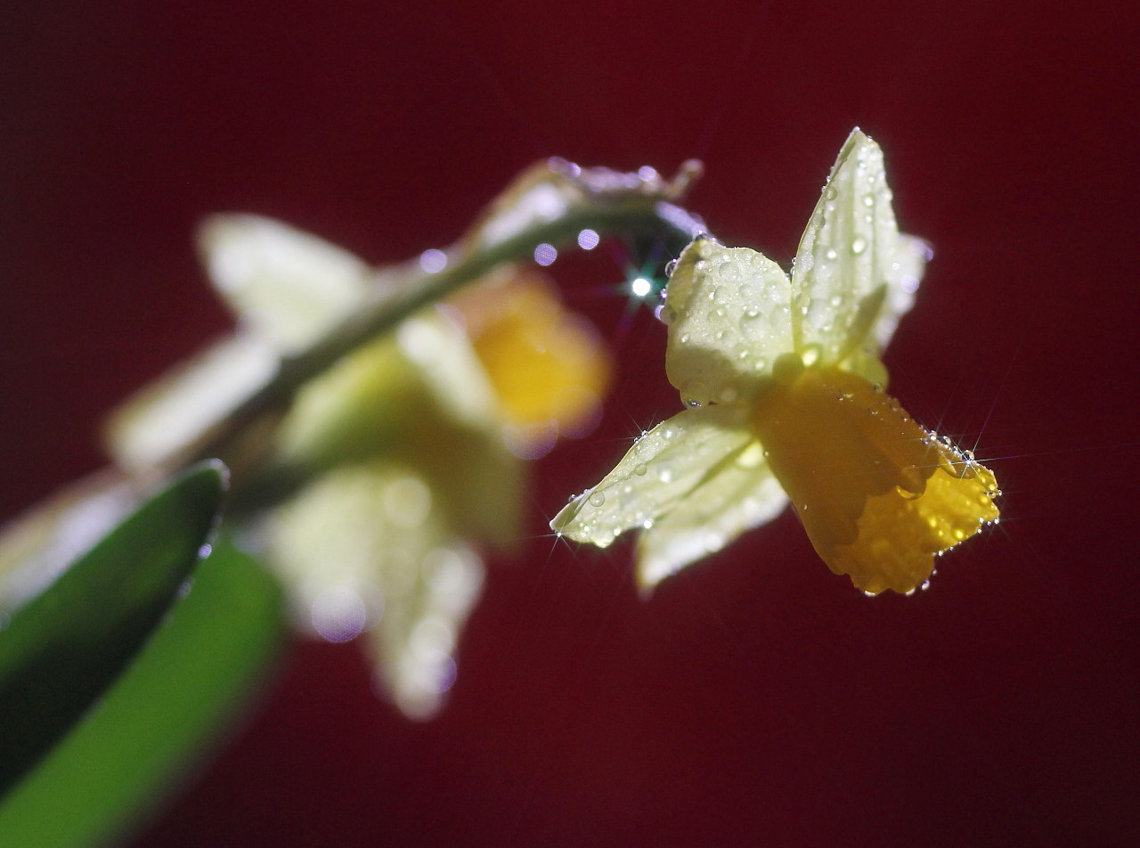 Sigma 150mm f/2.8 EX DG OS HSM APO Macro sample photo. Stars... photography