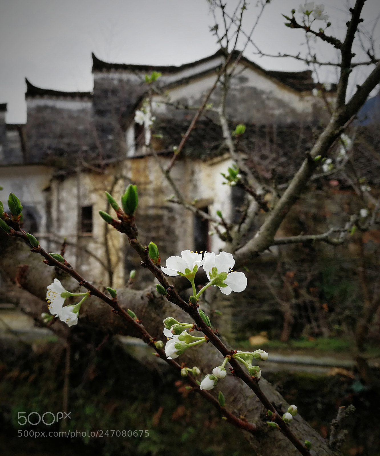 HUAWEI Mate 9 sample photo. 婺源 梨花 photography