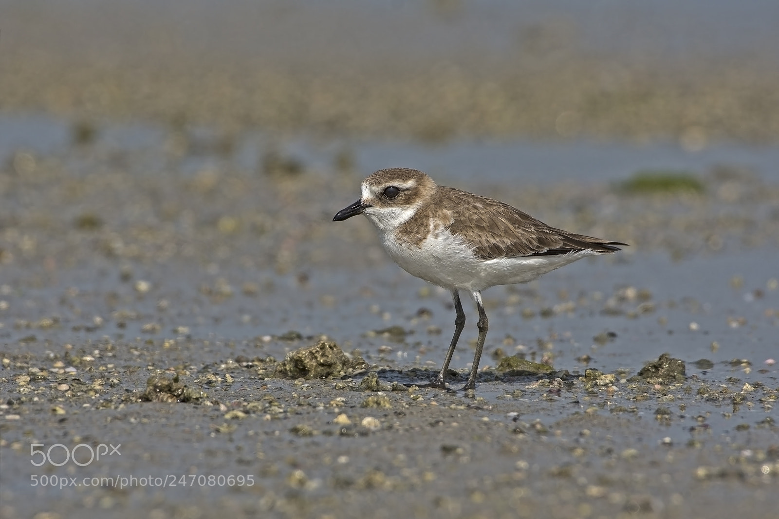 Nikon D7200 sample photo. Kentish plover photography