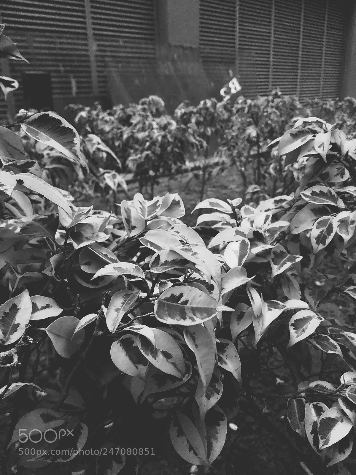Xiaomi Redmi 5A sample photo. Untitled photography