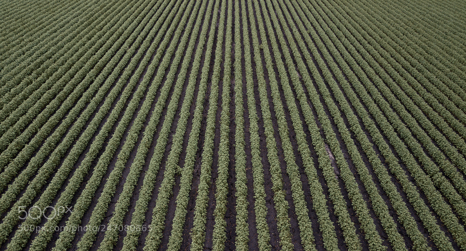 DJI FC220 sample photo. Cotton field in the photography