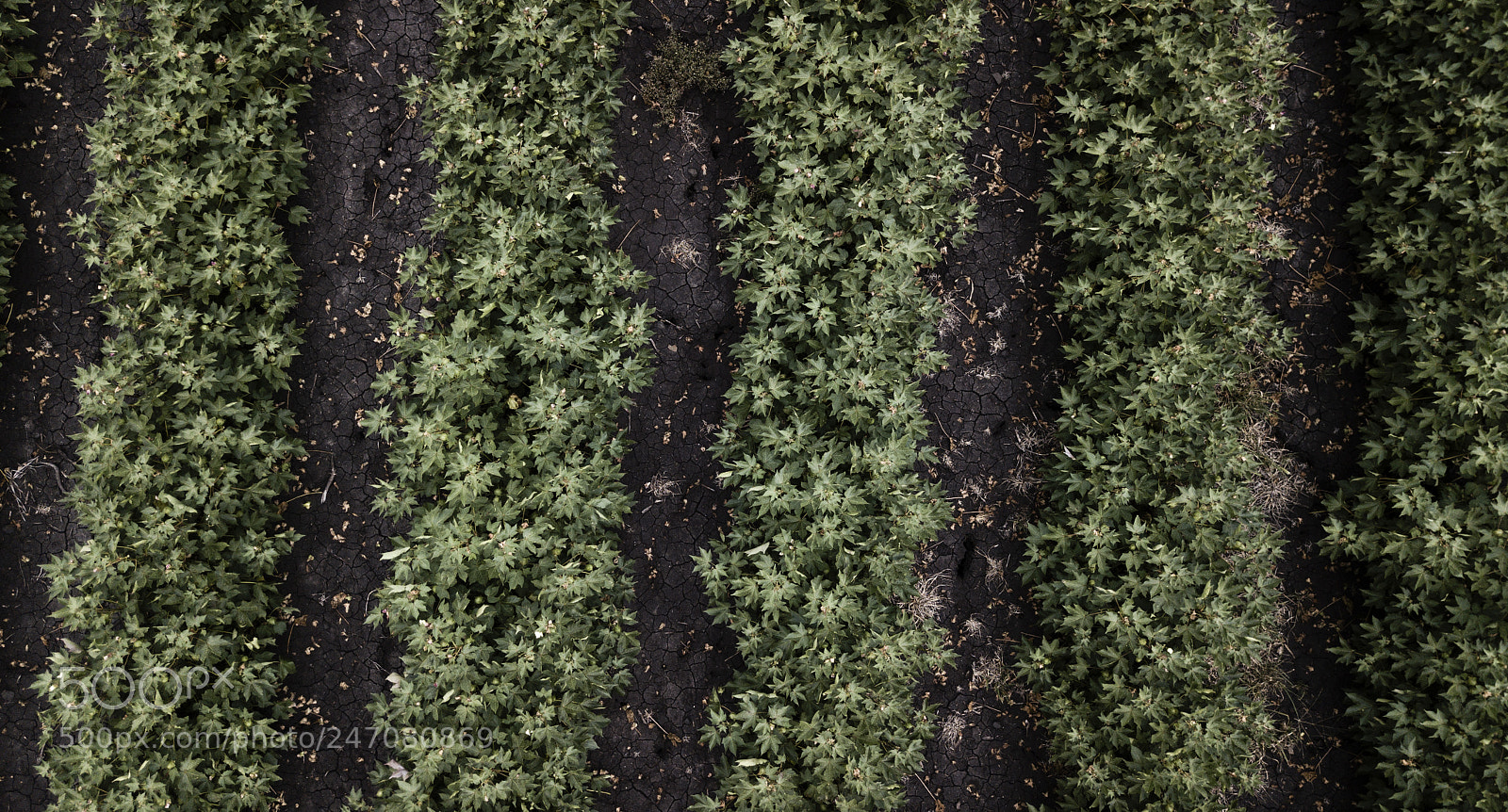 DJI FC220 sample photo. Cotton field in the photography