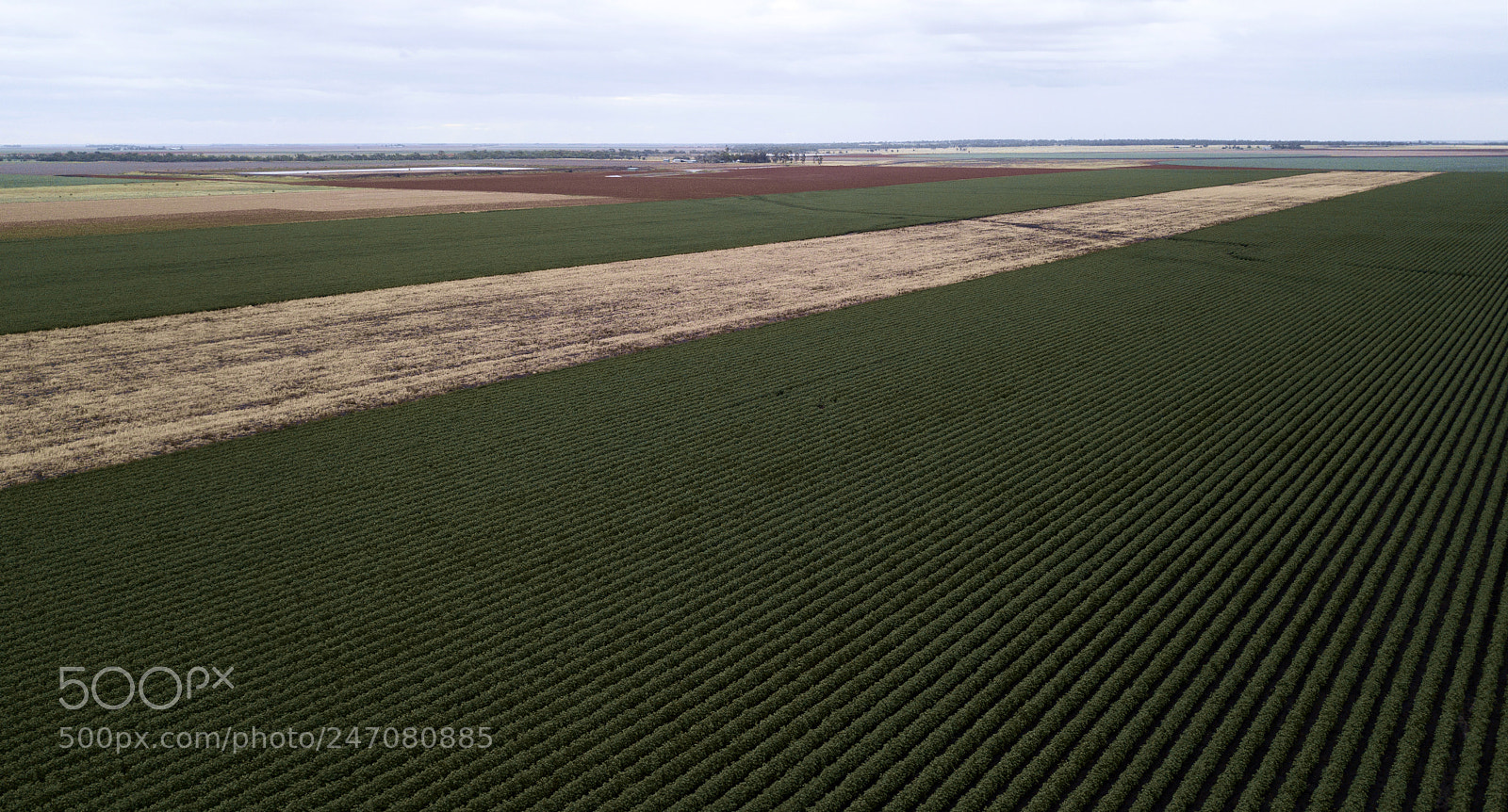 DJI FC220 sample photo. Cotton field in the photography