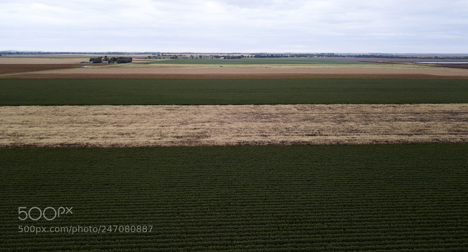 DJI FC220 sample photo. Cotton field in the photography