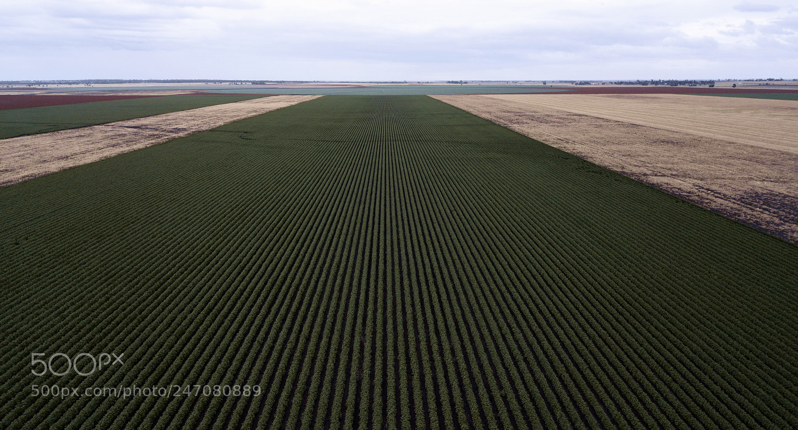 DJI FC220 sample photo. Cotton field in the photography