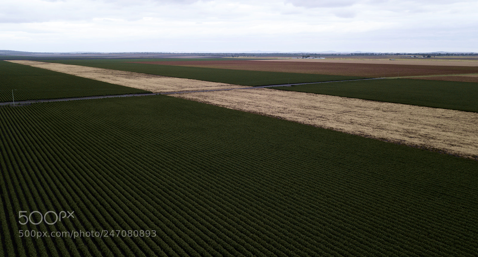 DJI FC220 sample photo. Cotton field in the photography