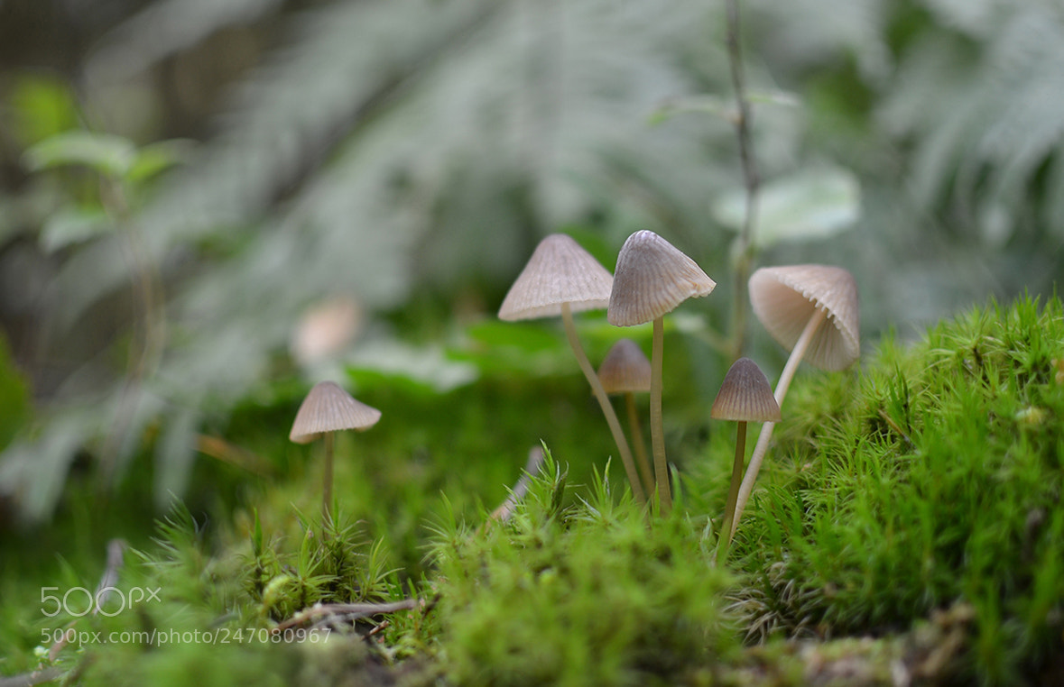 Nikon D5100 sample photo. 725750.jpg photography