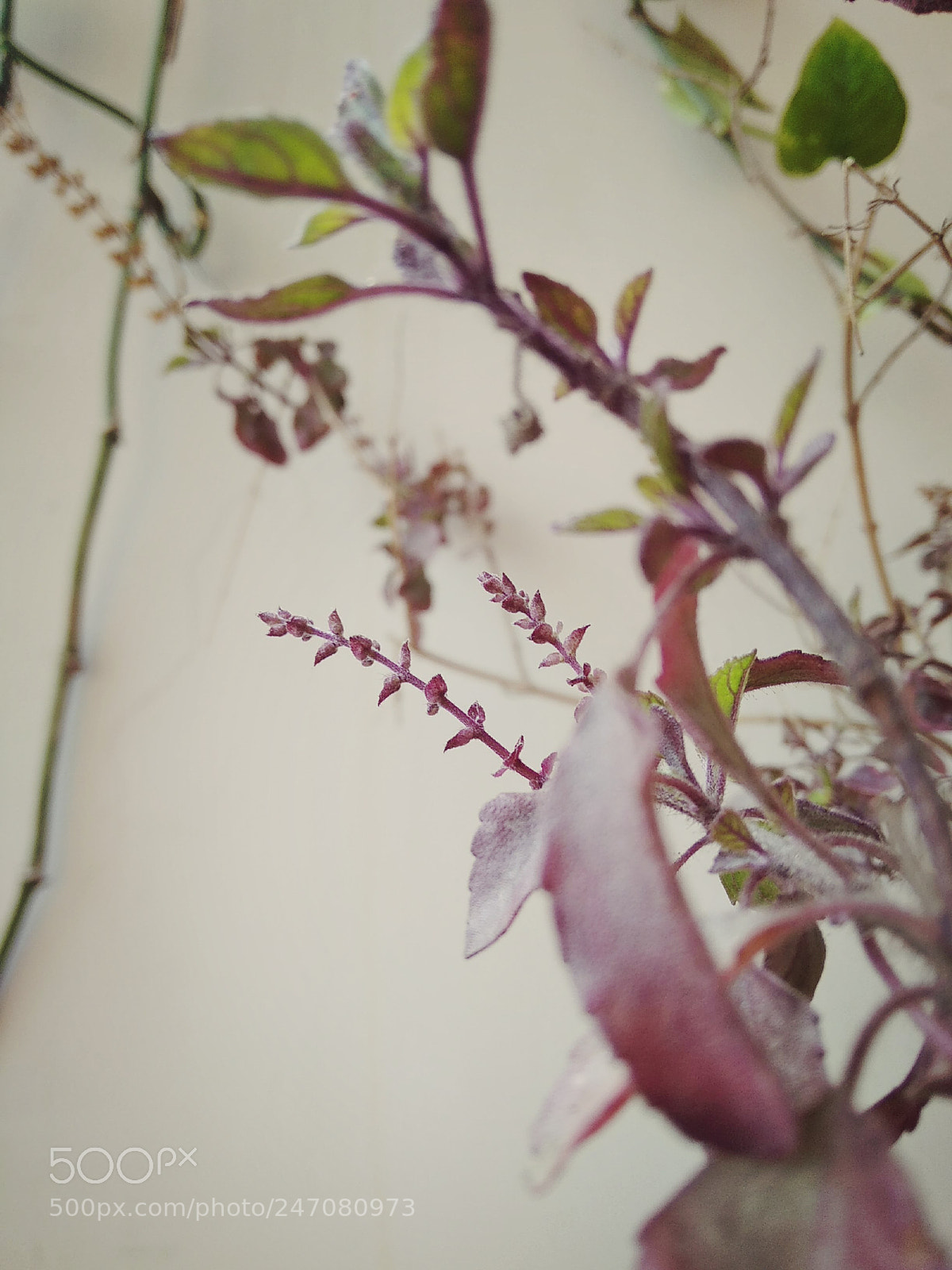 Xiaomi Redmi 5A sample photo. Untitled photography