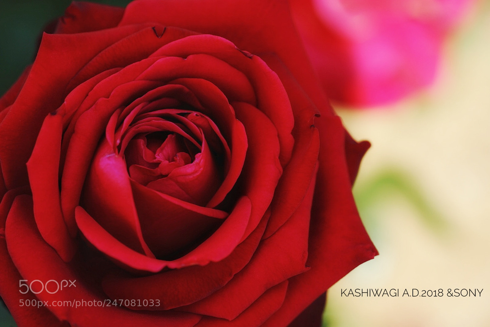 Sony a7 II sample photo. Konrad henkel / germany 1983 photography