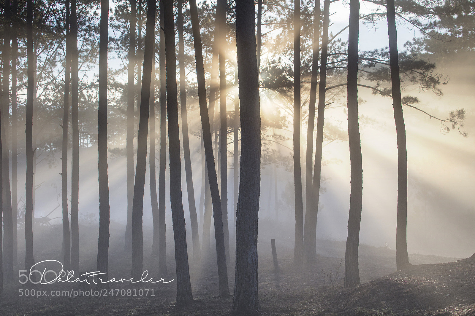 Canon EOS 5DS R sample photo. Morning mist photography