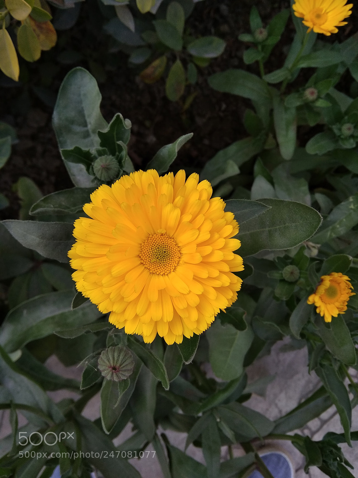 Xiaomi Redmi 5A sample photo. Untitled photography