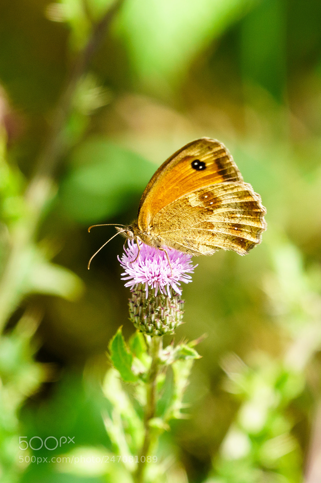 Sony a6300 sample photo. Meadow brown butterfly photography