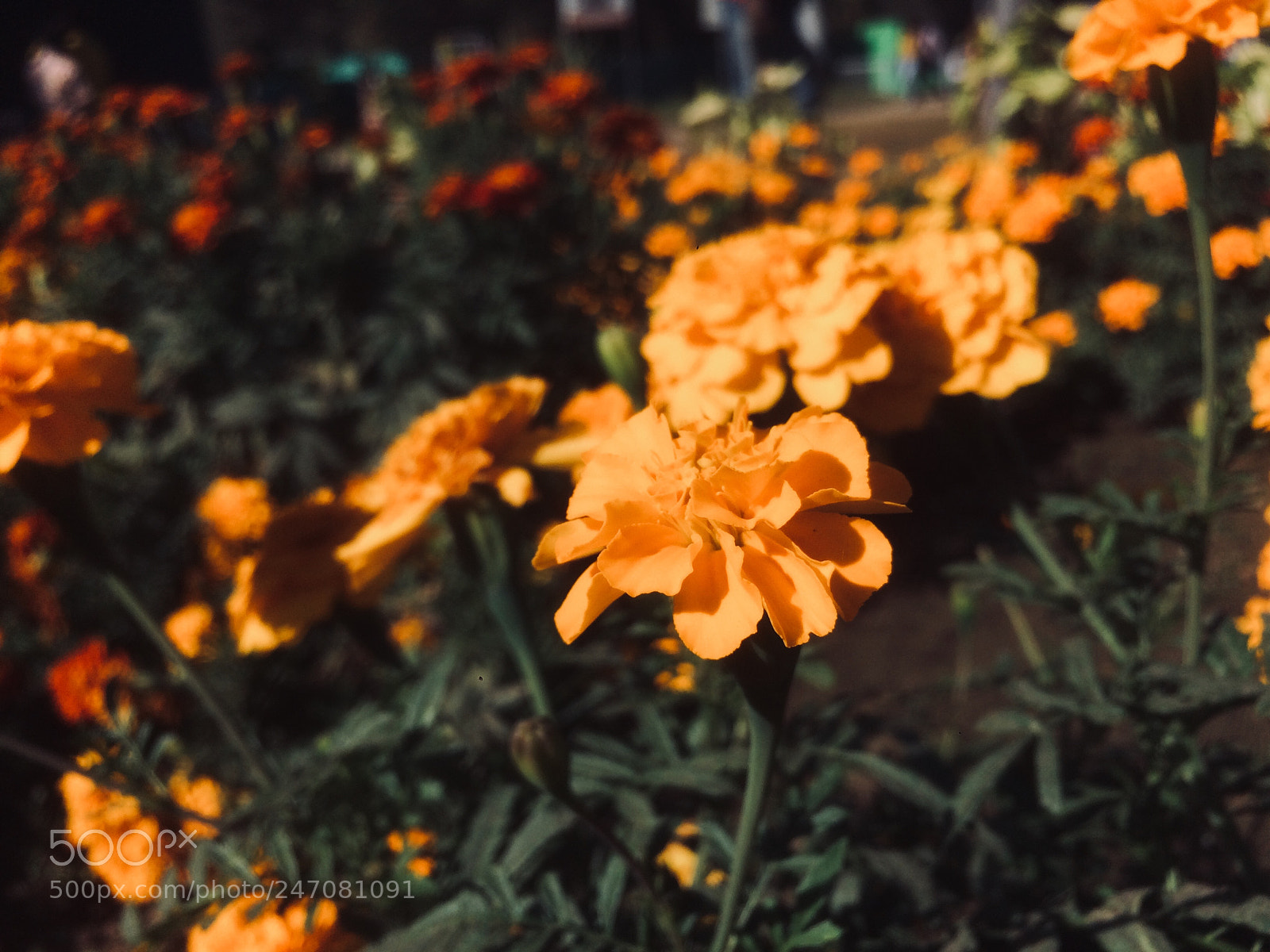 Apple iPhone 5s sample photo. Yellow - a beautiful photography