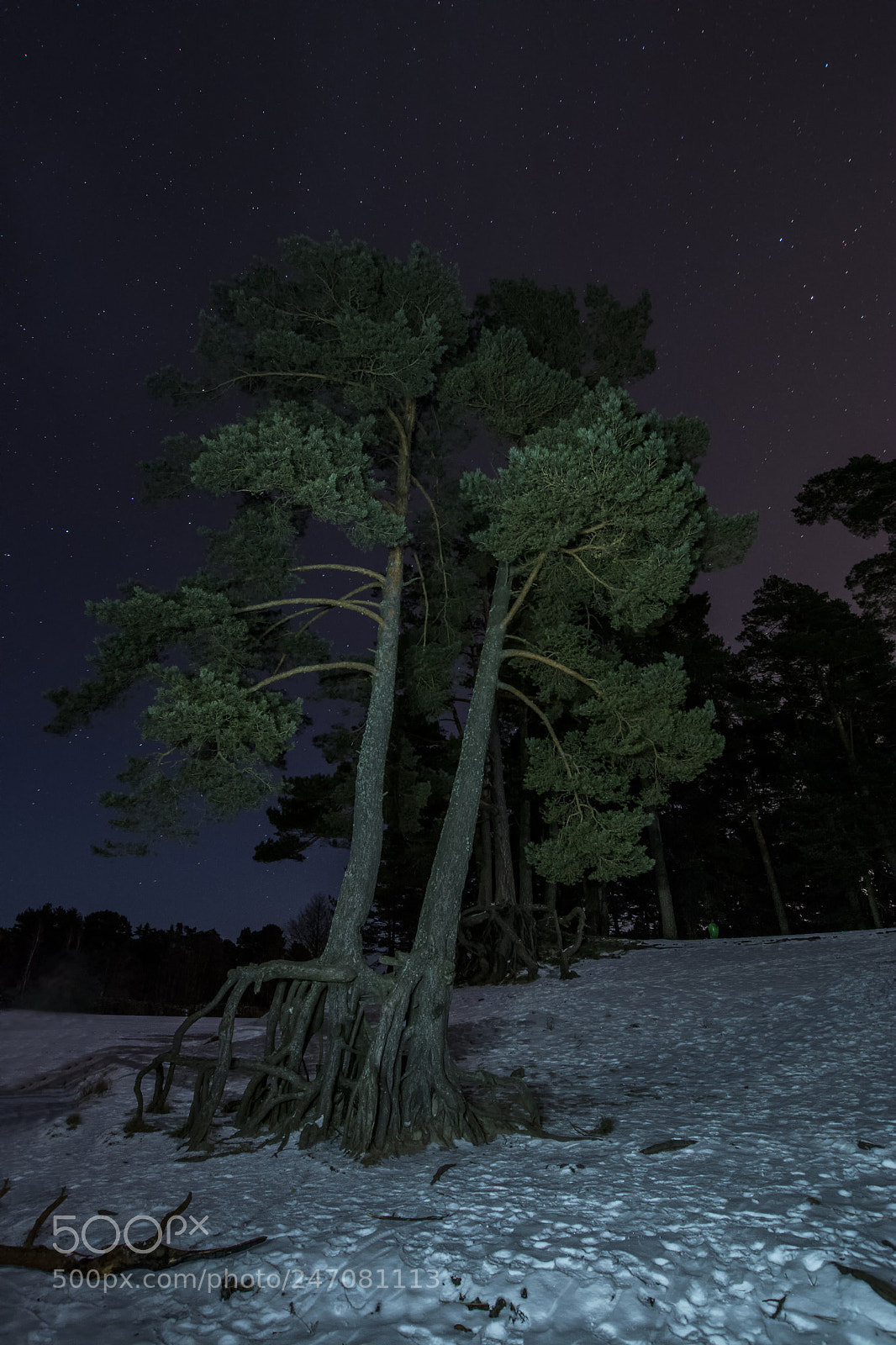 Nikon D7100 sample photo. Winter... photography