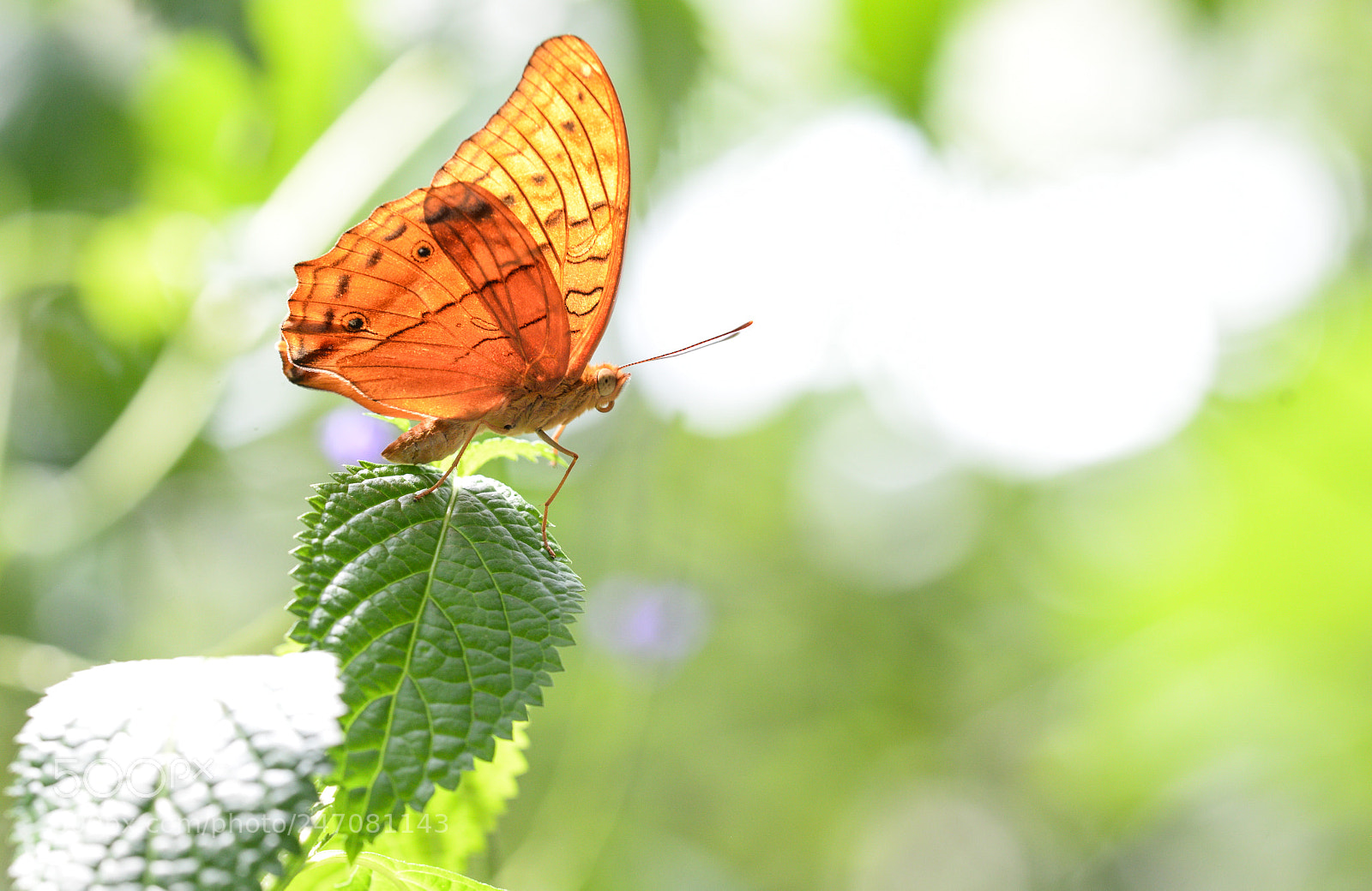 Nikon D610 sample photo. Cruiser butterfly photography