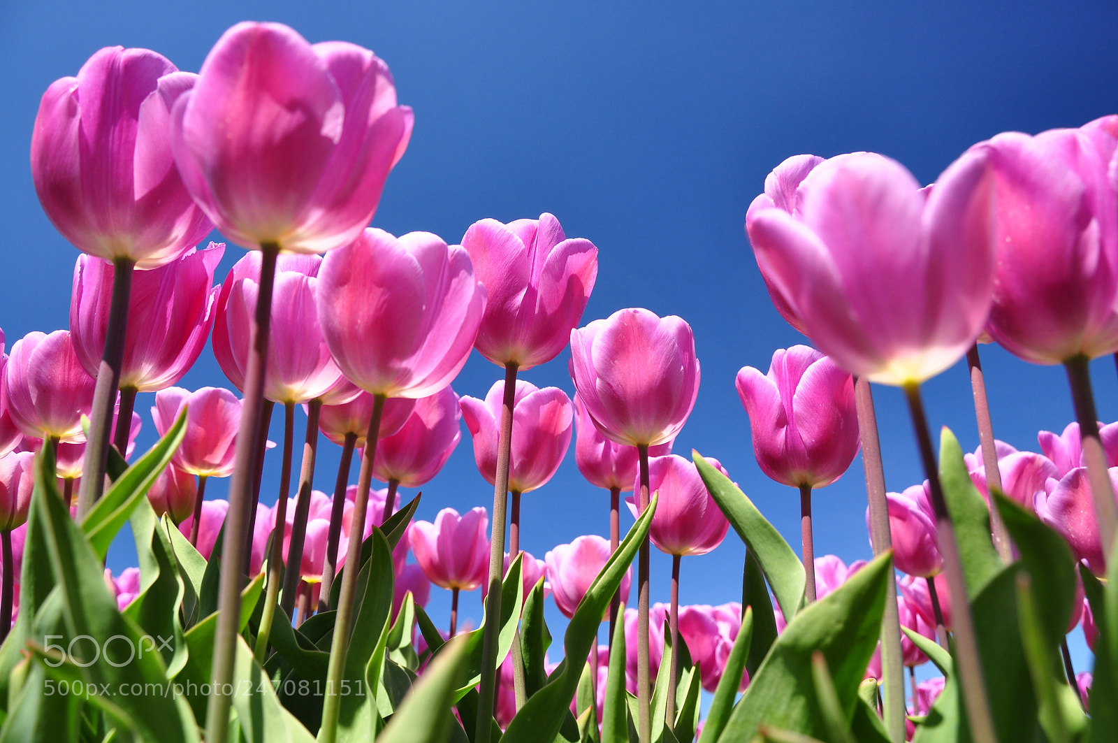 Nikon D90 sample photo. Tulips & blue skies photography