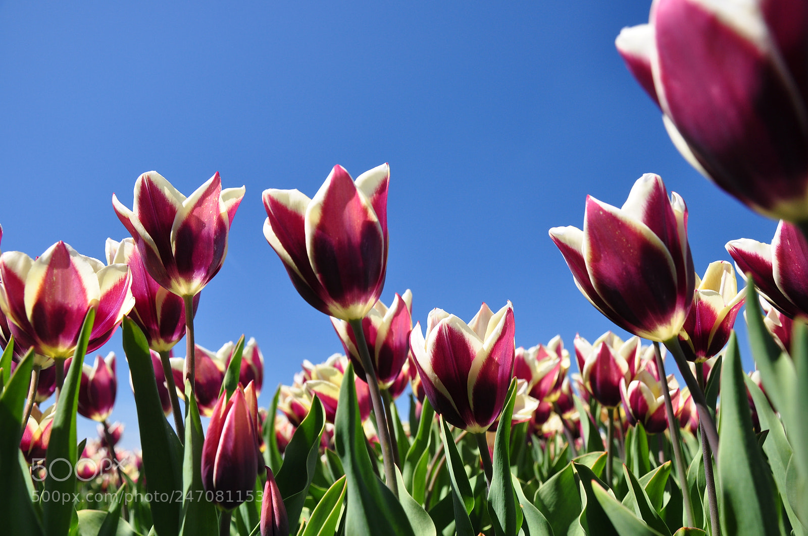 Nikon D90 sample photo. Tulips & blue skies photography
