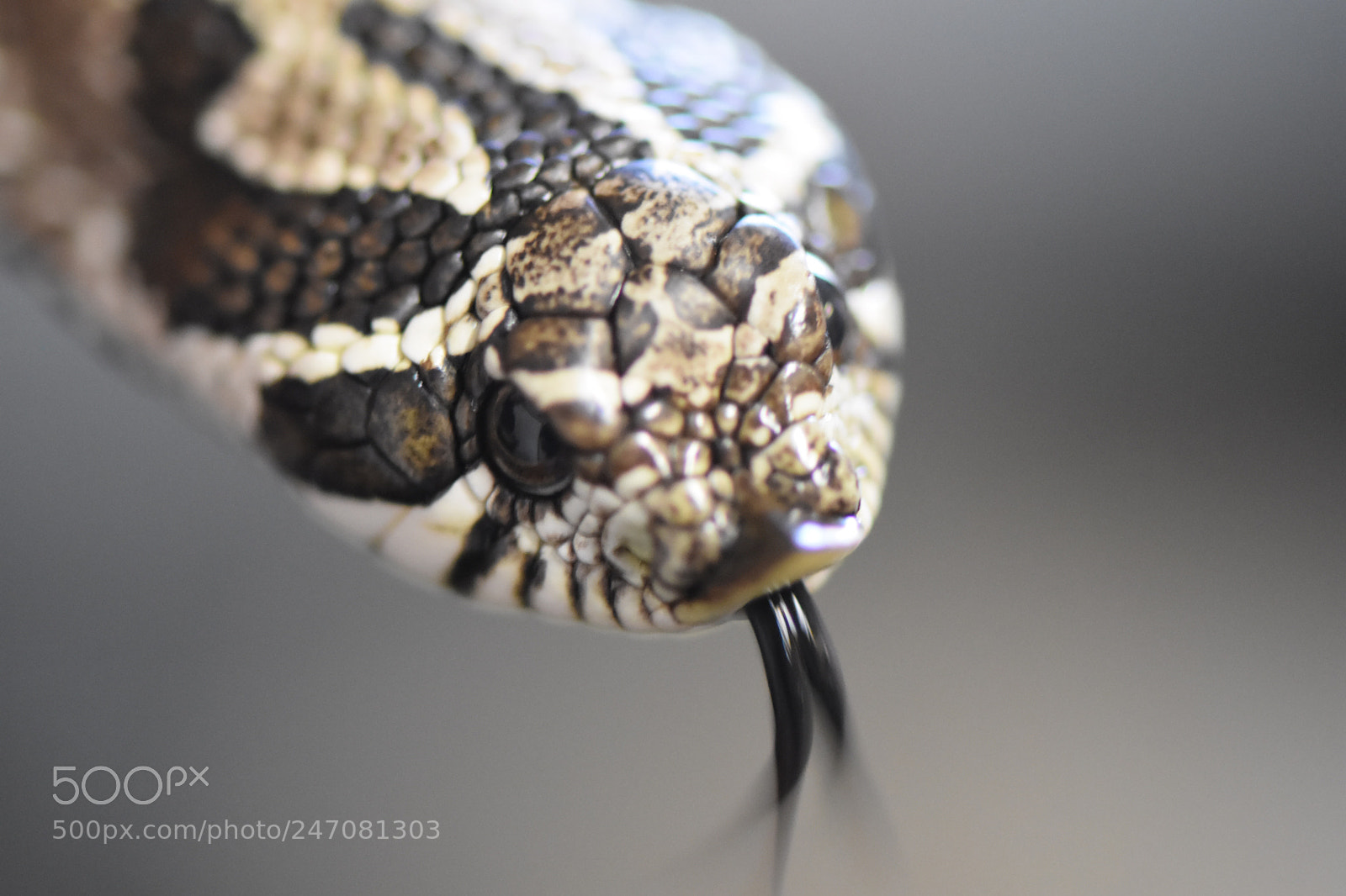 Nikon D7200 sample photo. Snake! photography