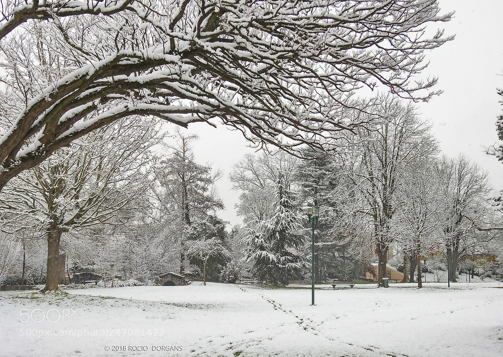 Nikon Coolpix P900 sample photo. Snow photography