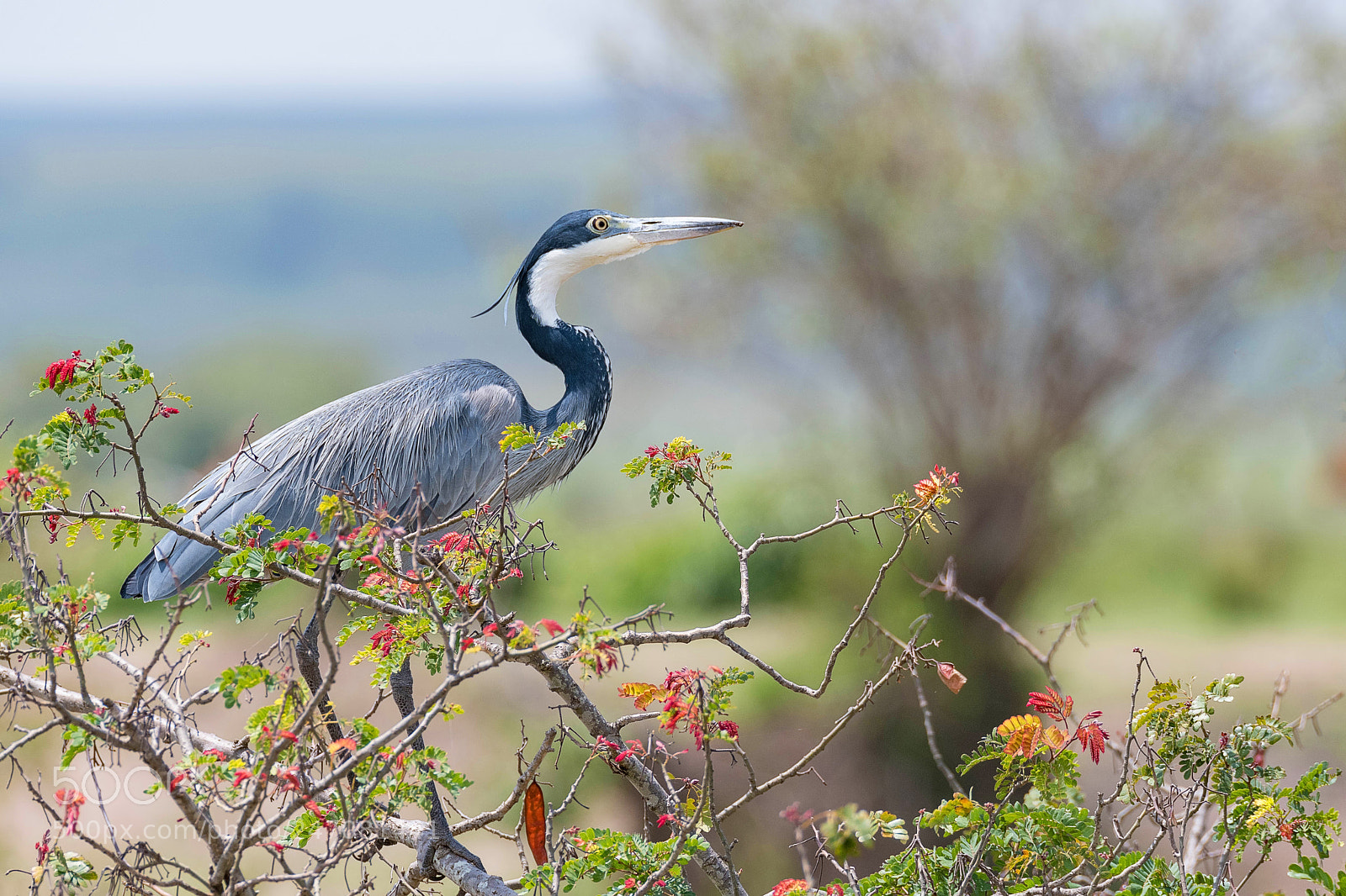 Nikon D500 sample photo. Grey heron photography