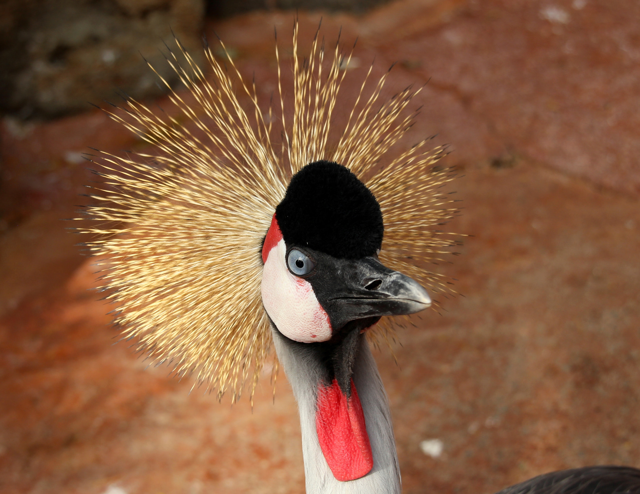 Sigma 18-200mm f/3.5-6.3 DC OS sample photo. "brush-head" photography