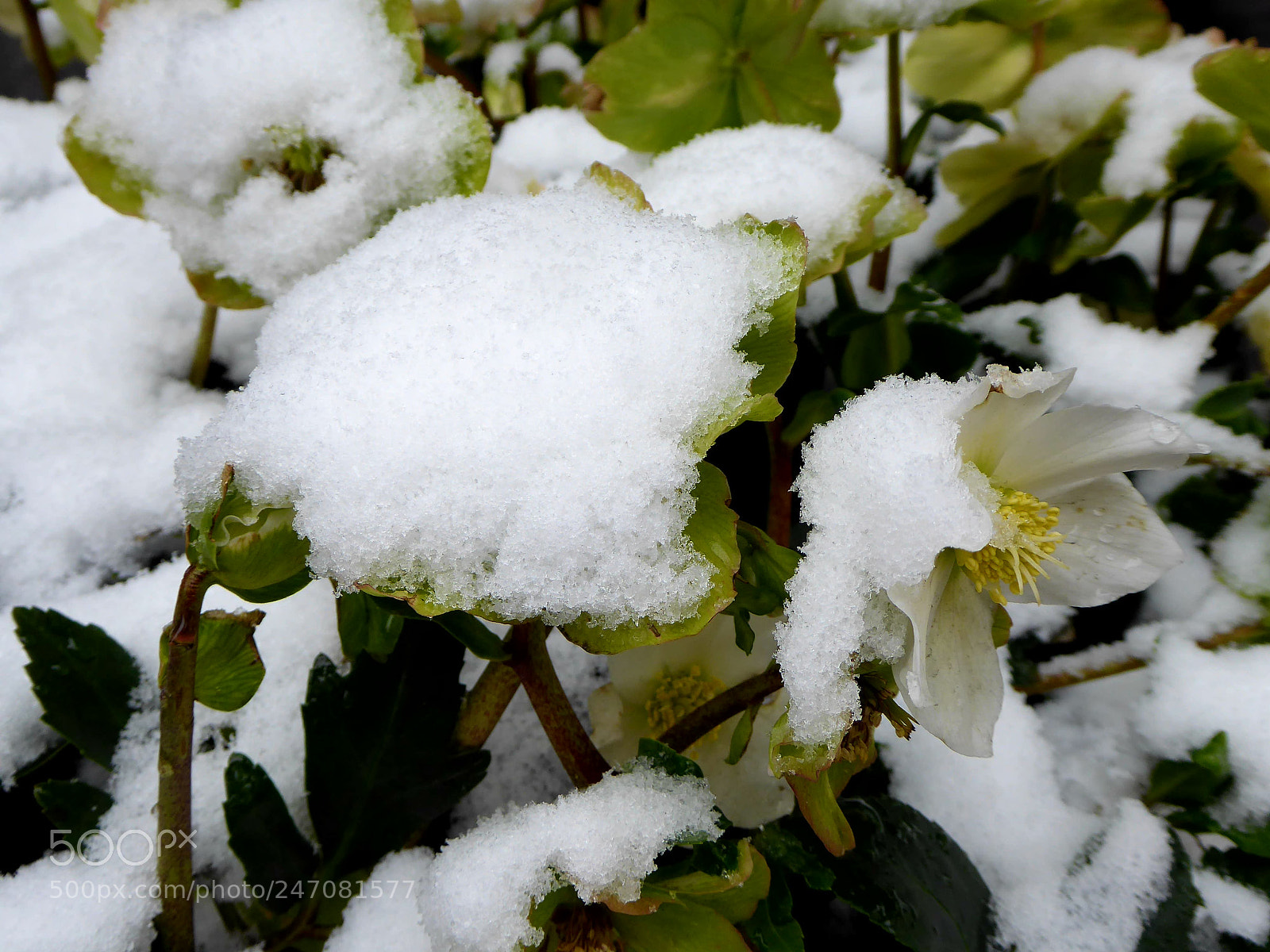 Panasonic DMC-TZ71 sample photo. Snow_garden photography