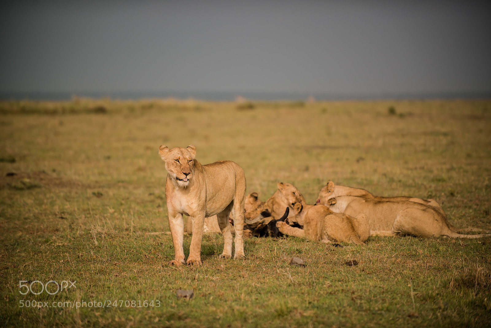 Nikon D800E sample photo. A family that eats photography