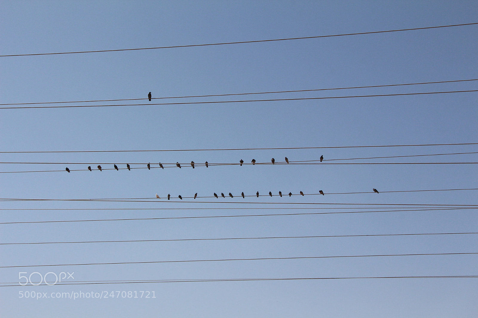 Canon EOS 650D (EOS Rebel T4i / EOS Kiss X6i) sample photo. Birds on an electricity photography