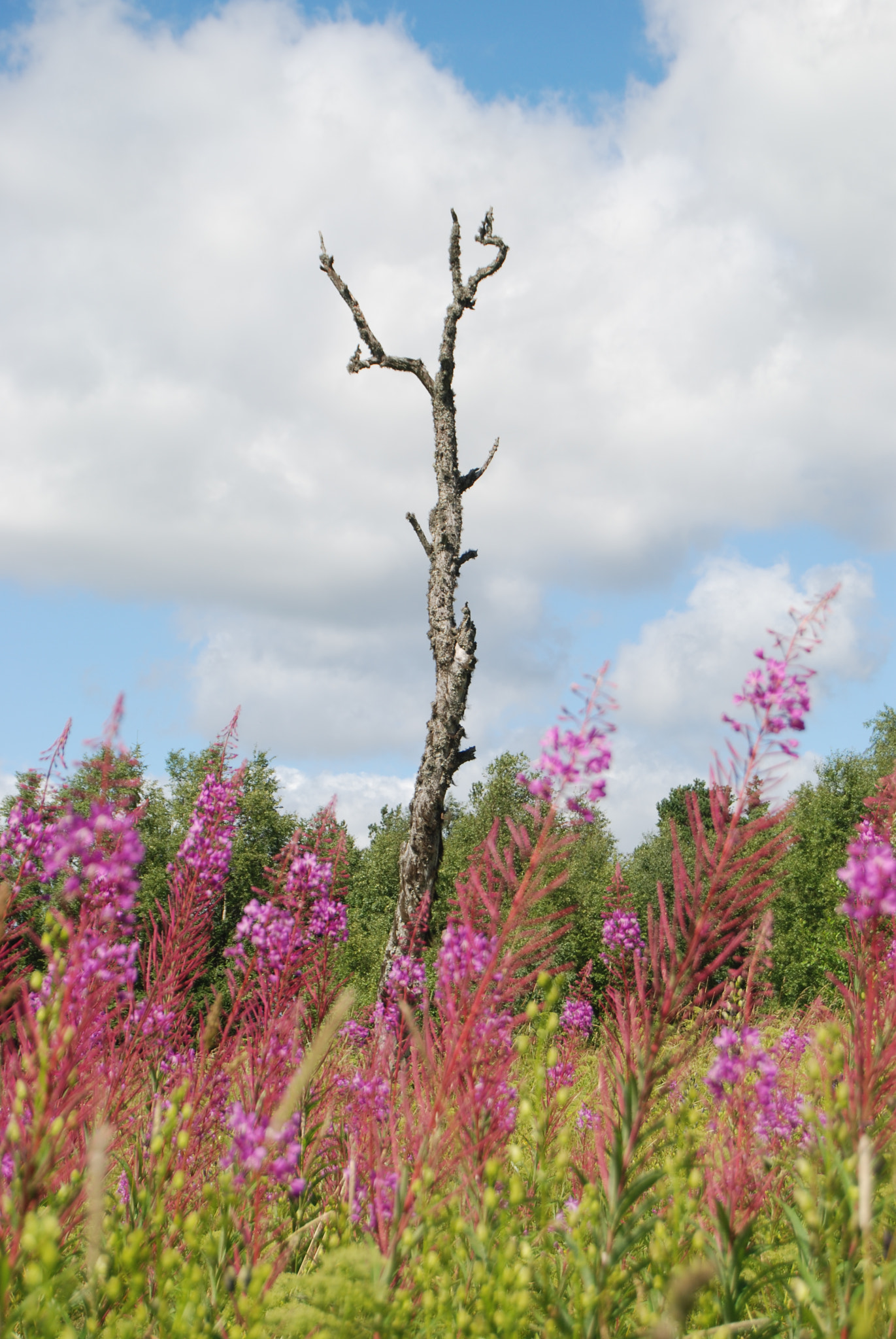 Nikon D80 sample photo. The old tree trunk photography